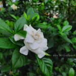 bunga gardenia